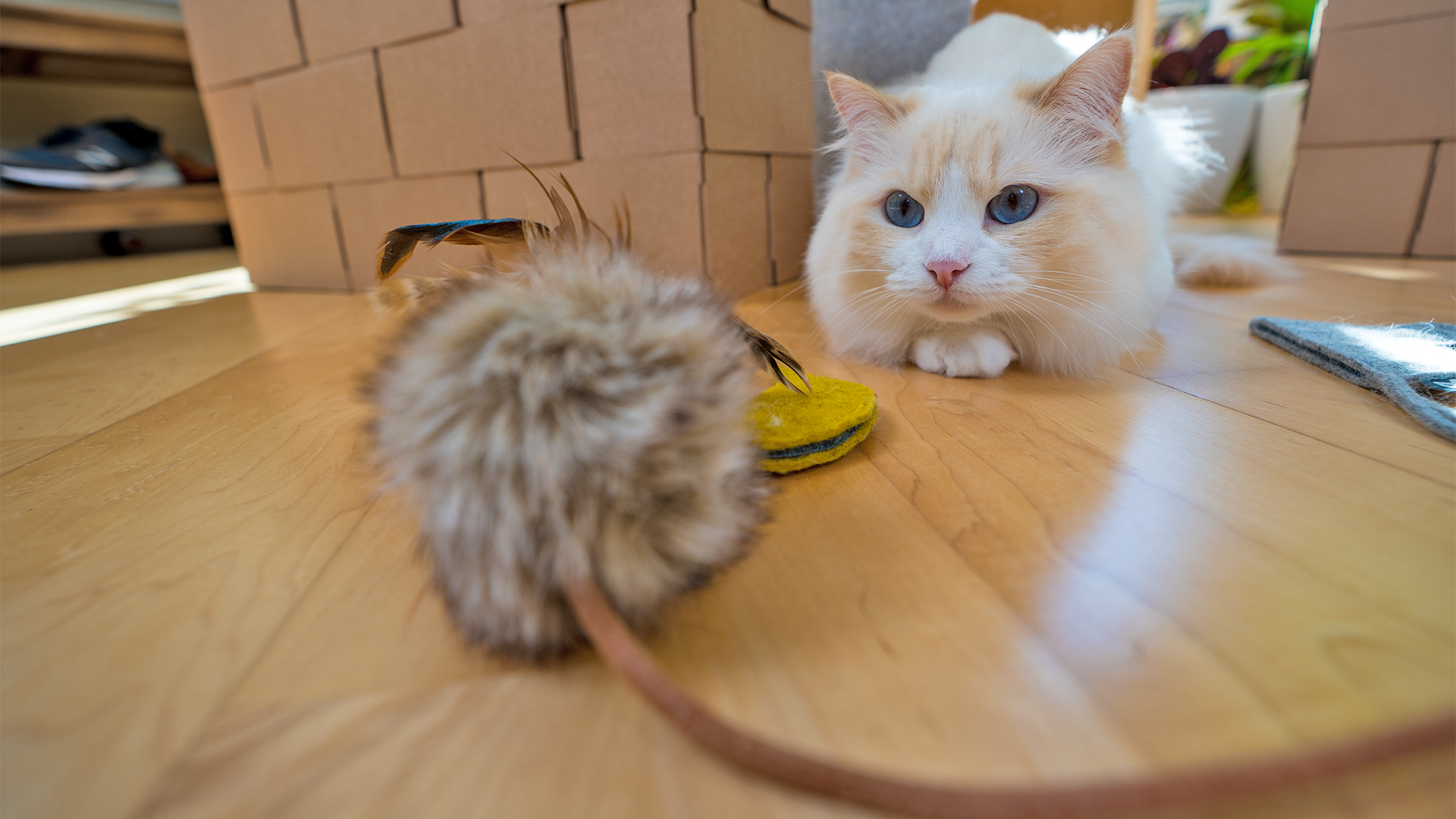 From Bored to Blissful: How Cat Toys Can Enrich Your Feline