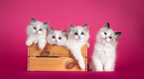 10 Things to Know Before Getting a Ragdoll Cat