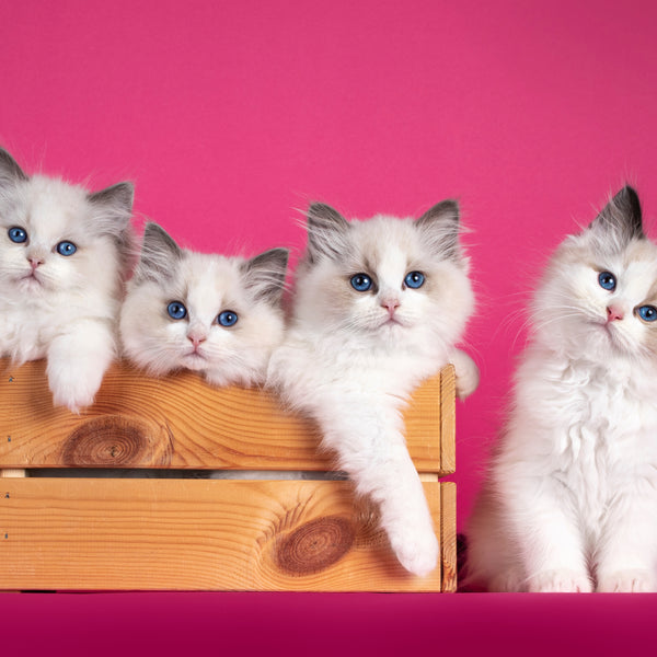 Ragdoll Cat: Breed Information Pros and Cons