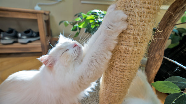 How to Stop your Cat from Scratching Furniture - 8 Tips